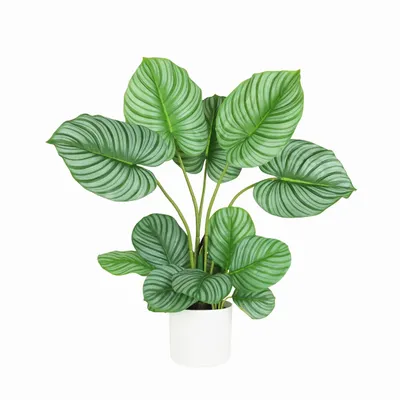 Floral decoration - “Real Touch” Artificial Calathea - ILARIA.I