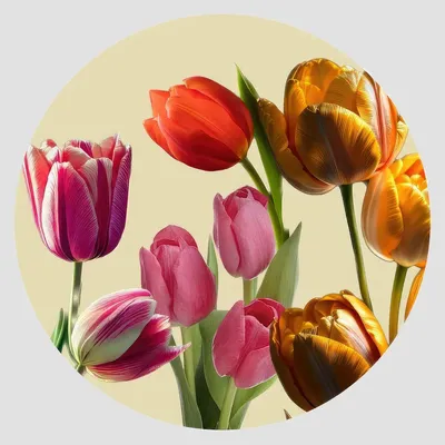 Dessous de plat - Dessous de verre - Tulipano Sottobicchiere Rotondo - #03 - ILARIA.I