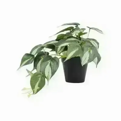 Décorations florales - Pothos retombant artificiel en pot - ILARIA.I