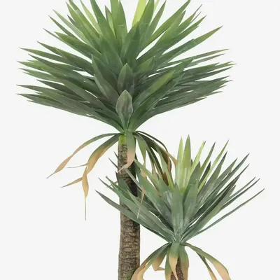 Floral decoration - Artificial yucca, 2 trunks, plastic pot - ILARIA.I