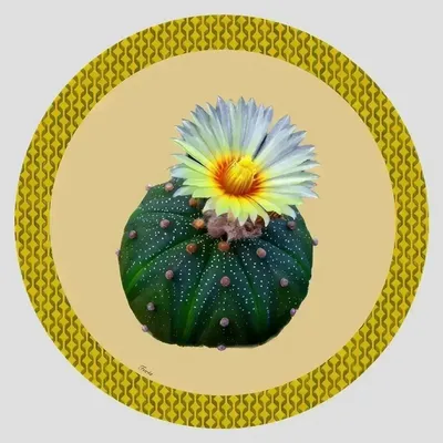 Dessous de plat - Dessous de bouteille - Cactus Sottobottiglia Rotondo - #01 - ILARIA.I