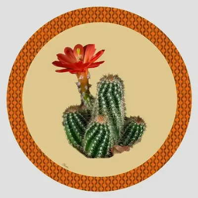 Dessous de plat - Dessous de bouteille - Cactus Sottobottiglia Rotondo - #04 - ILARIA.I