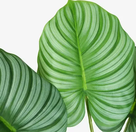 Décorations florales - Calathea artificielle “toucher naturel” - ILARIA.I