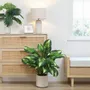 Floral decoration - Artificial Dieffenbachia Camilla in White Pot - ILARIA.I