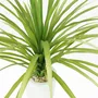 Floral decoration - Artificial Dracaena in White Pot - ILARIA.I
