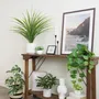 Floral decoration - Artificial Dracaena in White Pot - ILARIA.I