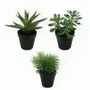 Décorations florales - Succulentes artificielles en pot (assortis) - ILARIA.I