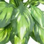 Floral decoration - Artificial Dieffenbachia Camilla in White Pot - ILARIA.I