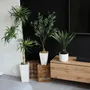 Décorations florales - Ficus artificiel en pot céramique blanc mat - ILARIA.I