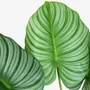 Floral decoration - “Real Touch” Artificial Calathea - ILARIA.I