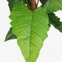 Décorations florales - Alocasia artificielle “toucher naturel” - ILARIA.I